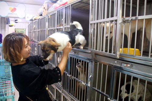 蘇州長假寵物寄養(yǎng)生意火爆，高端服務(wù)成新趨勢