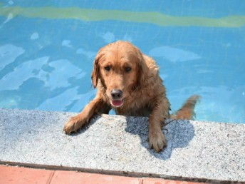 天河寵訓(xùn) 專業(yè)狗狗訓(xùn)犬基地，上門接送打造無憂訓(xùn)練體驗(yàn)