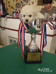 樂狗泰迪 從專業(yè)繁育到精致美容，打造一站式愛犬呵護(hù)體驗(yàn)