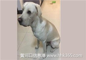 嚴(yán)格執(zhí)行來料檢驗(yàn)標(biāo)準(zhǔn)，保障寵物托運(yùn)服務(wù)質(zhì)量與安全