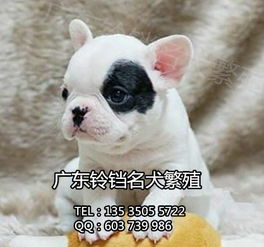 鈴鐺犬舍 專業(yè)繁殖法斗幼犬，上門看狗與全面售后保障的安心之選